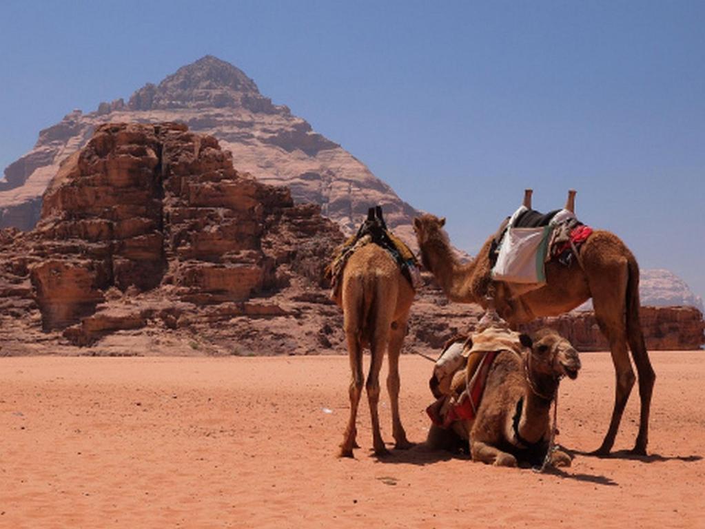 מלון וואדי רם Bedouin House Camp מראה חיצוני תמונה